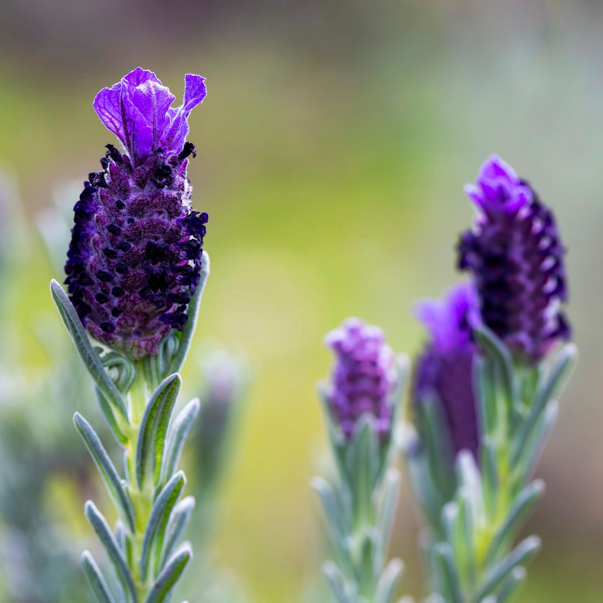 purple Spanish lavender