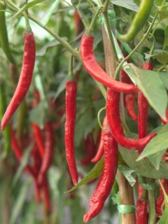 Red chili peppers ready to harvest.