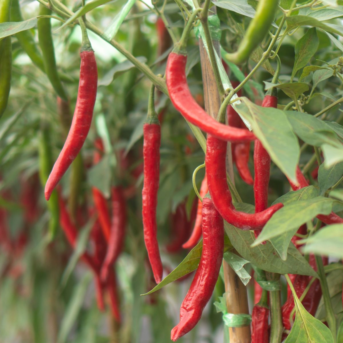 Red chili peppers ready to harvest.