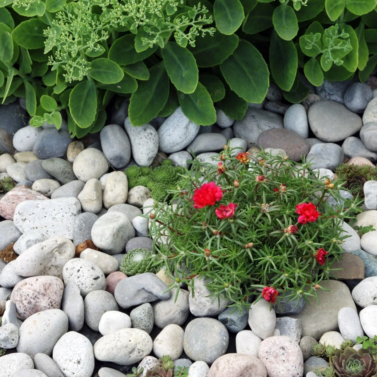 Red portulaca flowers peeking out between light gray rocks.