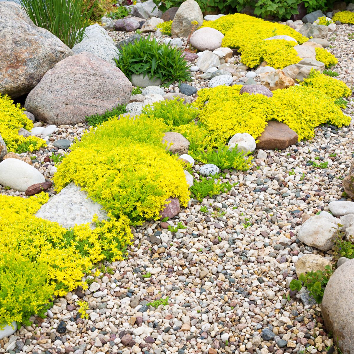 Yellow ground cover growing in between rocks next to a walkway made of river rock. 