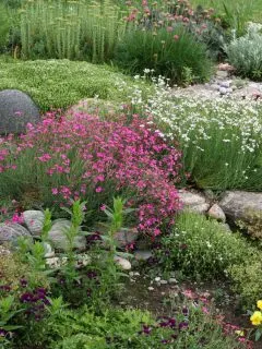 Beautiful rock garden with pink and white blooming flowers.
