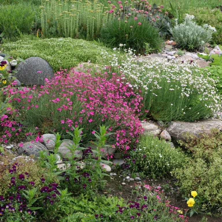 Beautiful rock garden with pink and white blooming flowers.