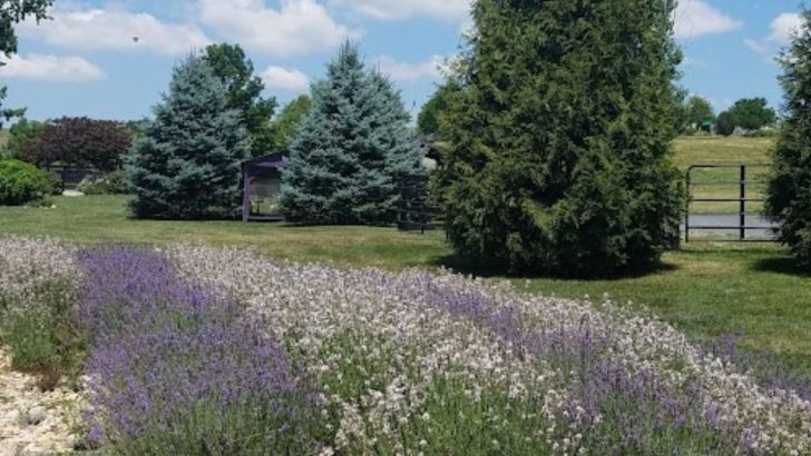 The Best Mulch for Lavender – 6 Great Options