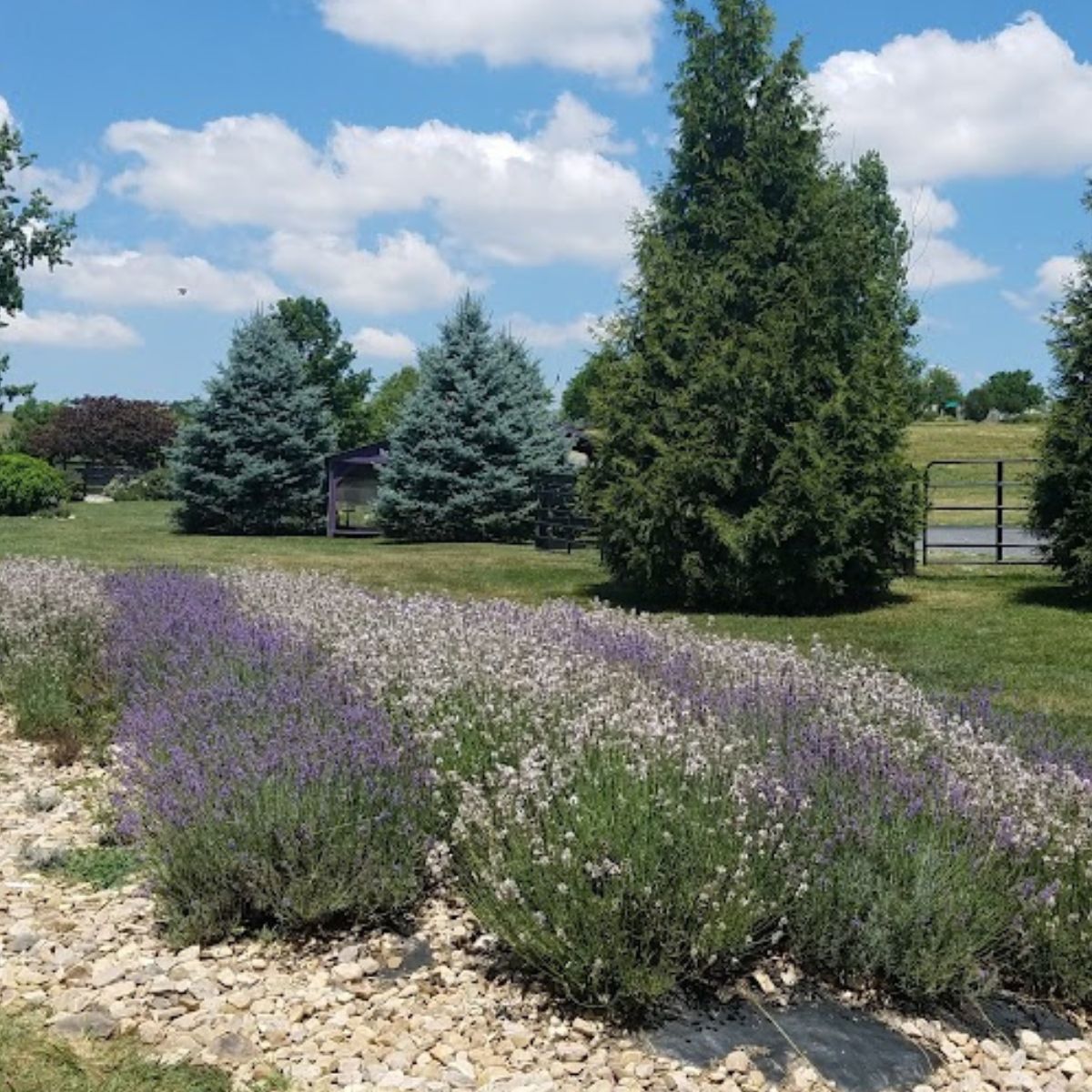 Rock is used as mulch in a lavender garden.
