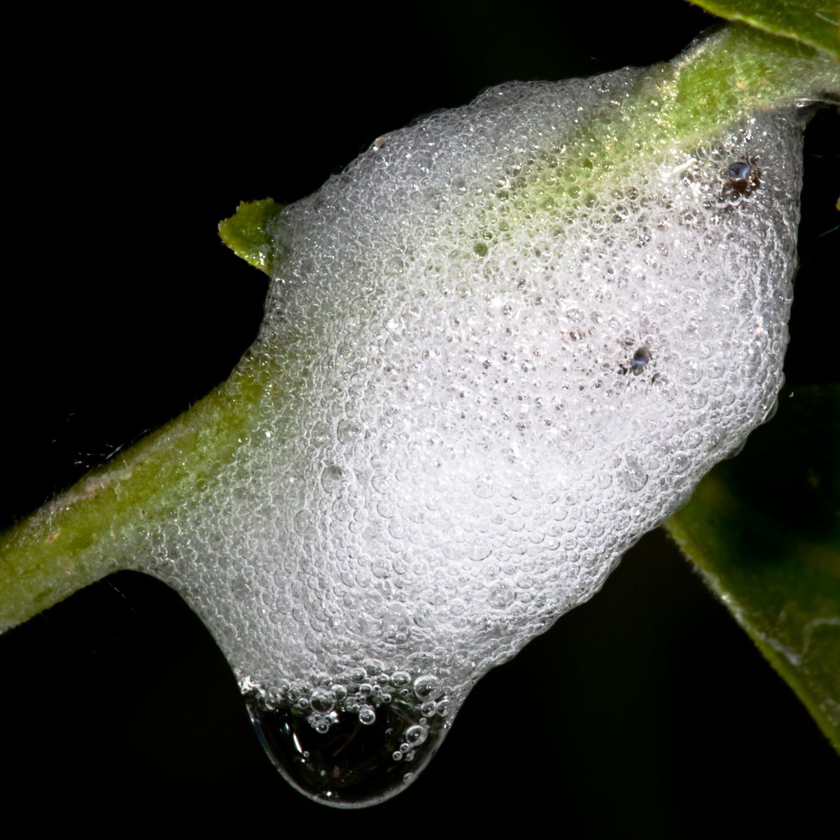 spit-like foam on a plant made by spittlebugs.