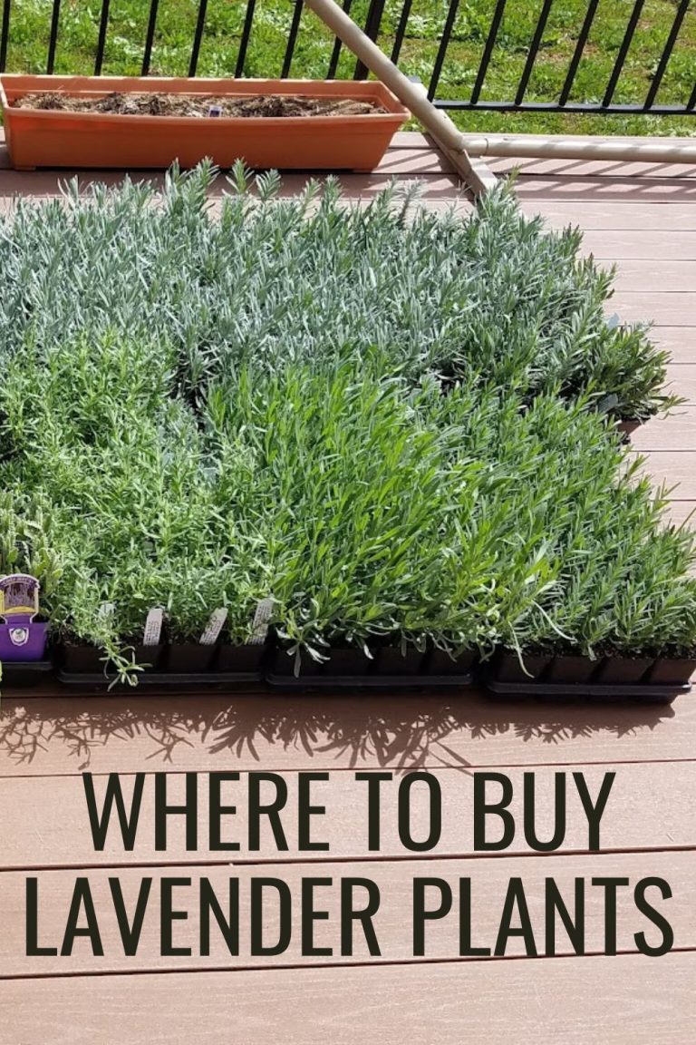Where To Buy Lavender Plants 7 Suppliers (Plus Tips For Buying Healthy