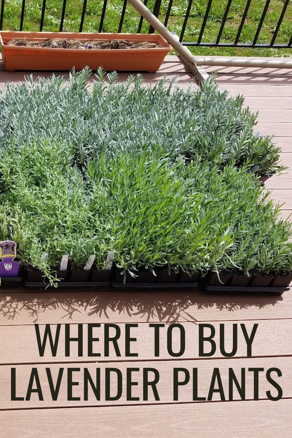 Where to buy lavender plants.