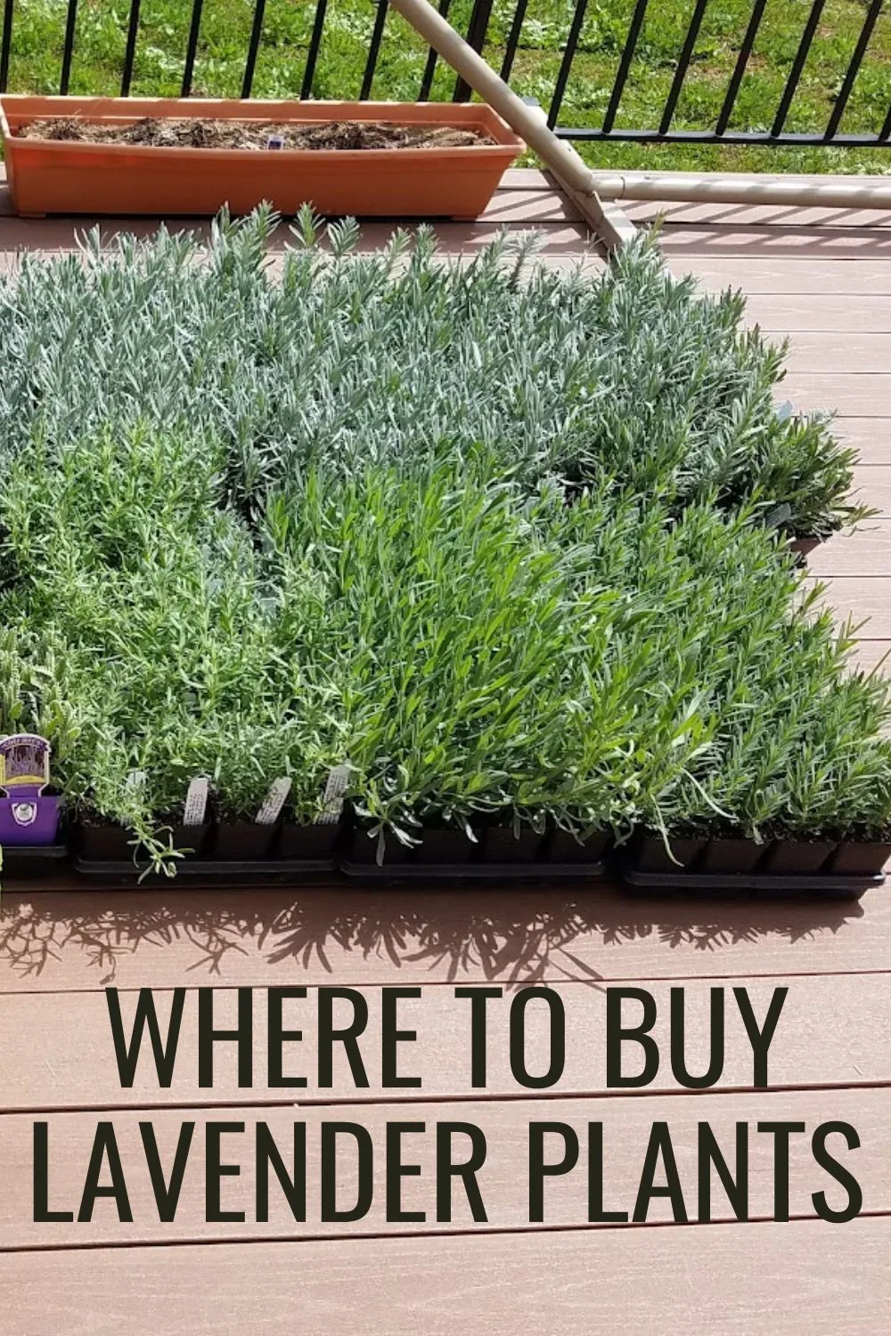 Where to buy lavender plants.