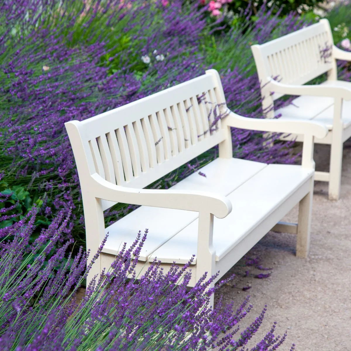 White benches surrounded by deep purple lavender flowers.