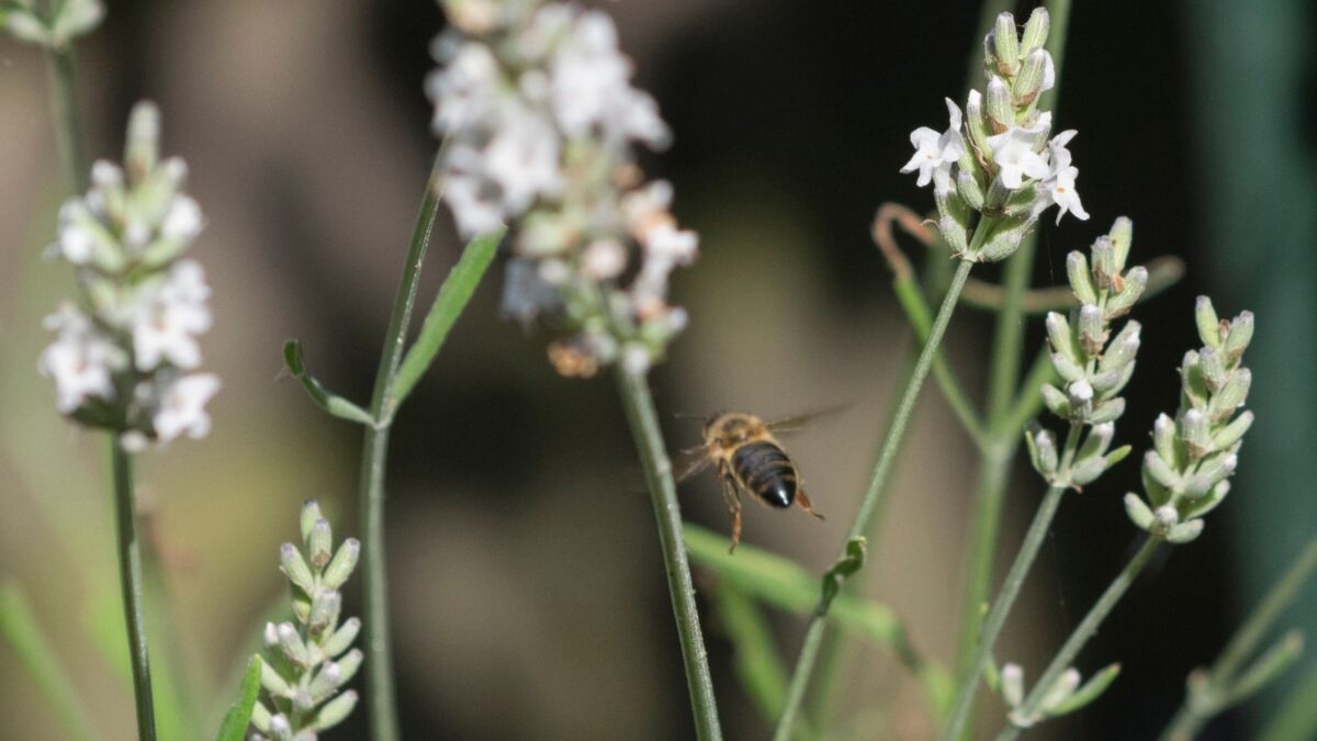 bee flying around white lavender flowers.