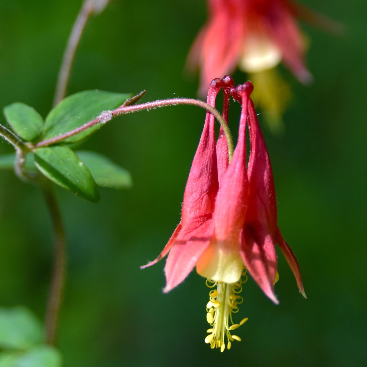 Wild columbine flower.