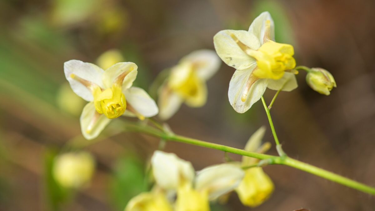 Yellow barrenword flowers.