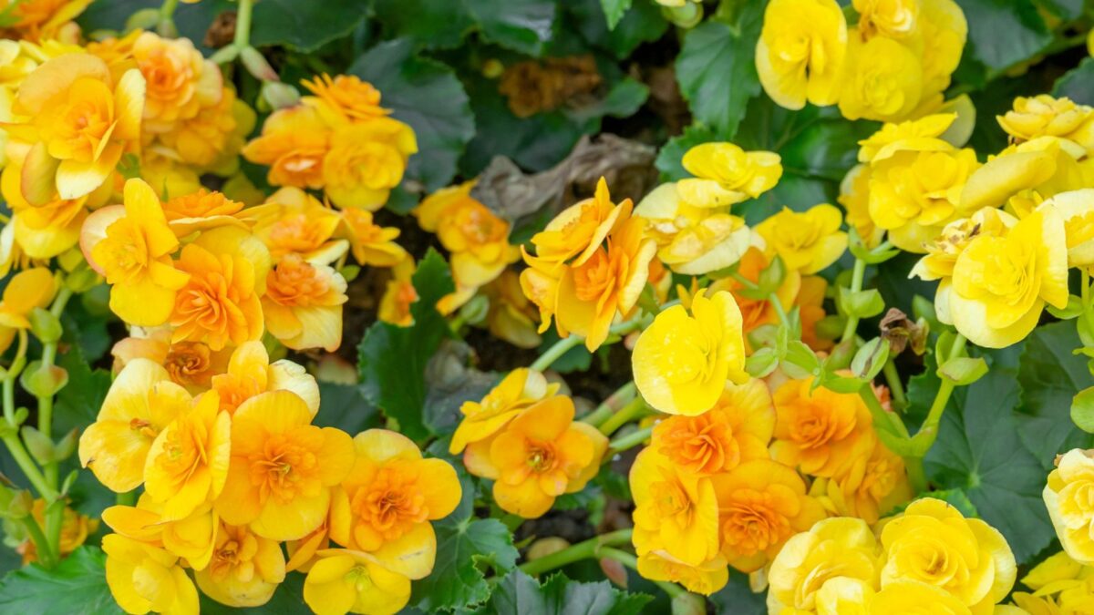 yellow begonia flowers.