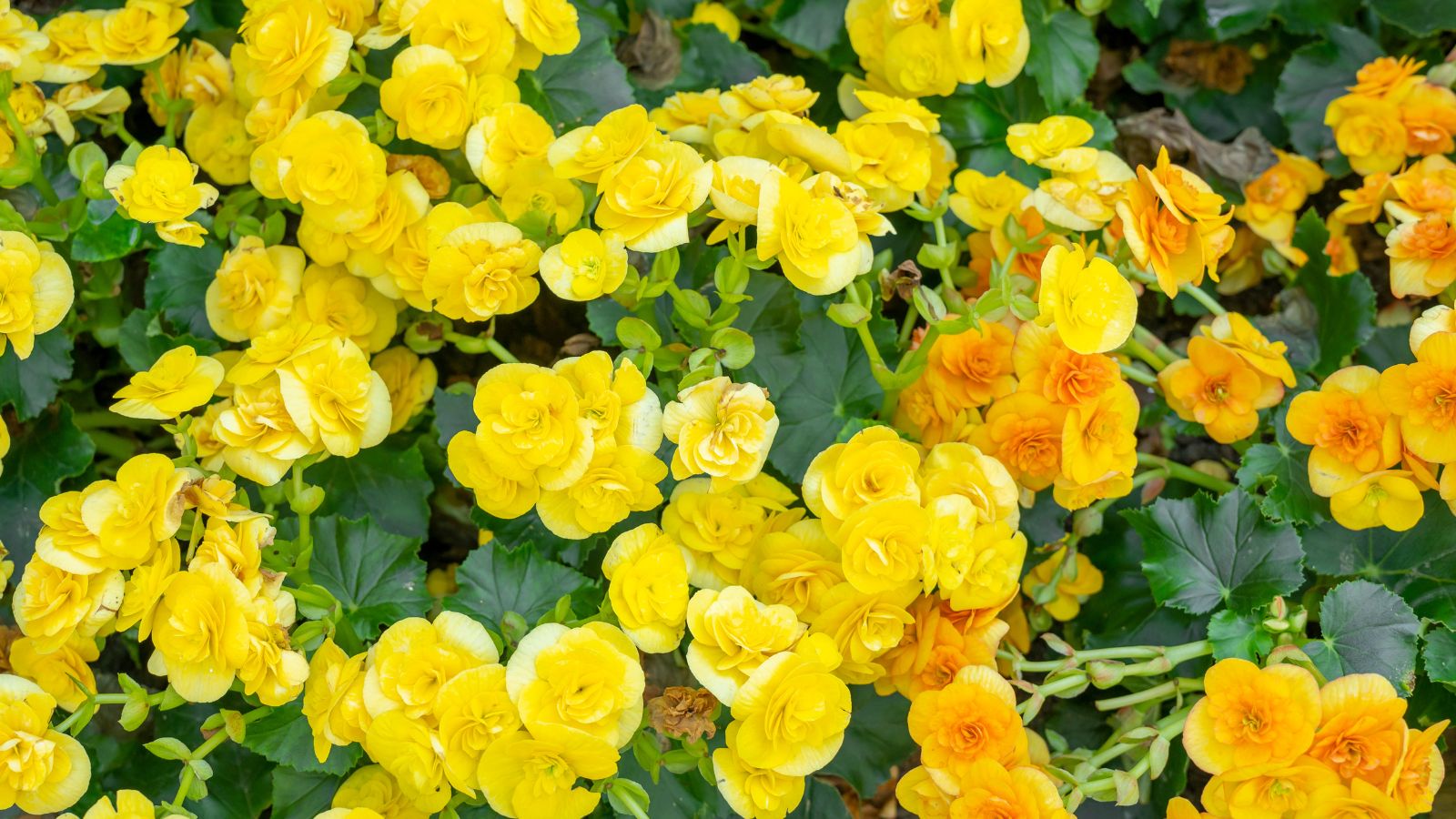 yellow begonia flowers.