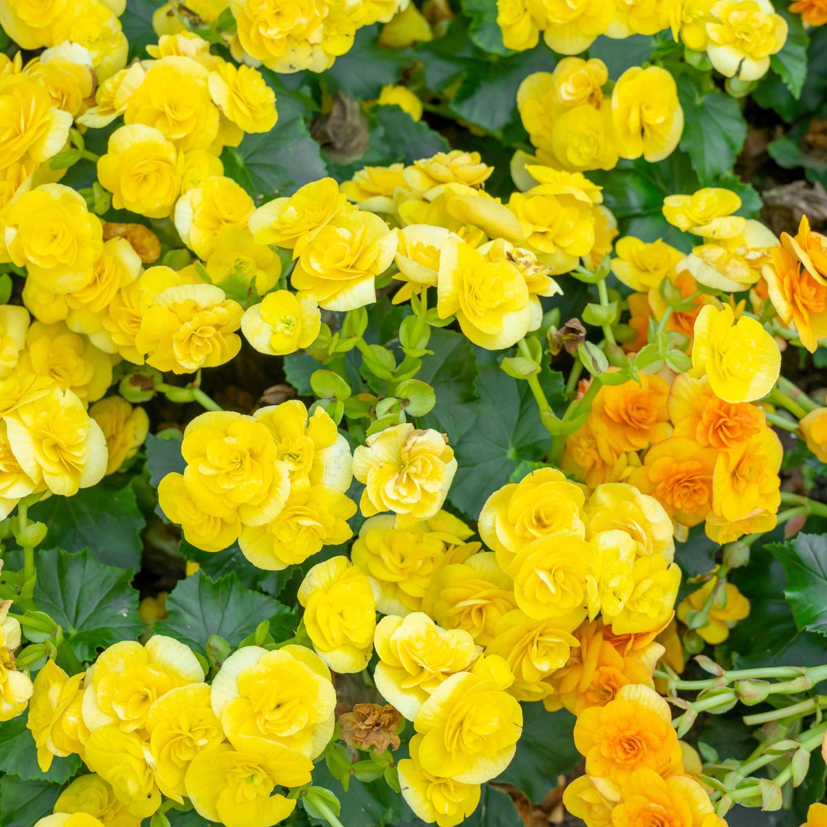yellow begonia flowers.