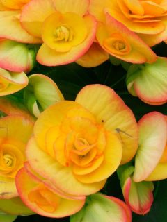 Yellow begonia flowers.