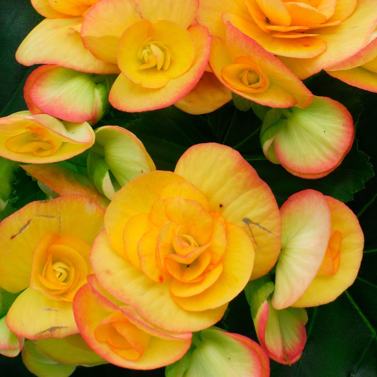 Yellow begonia flowers with hints of  orange around the edge of the petals. 