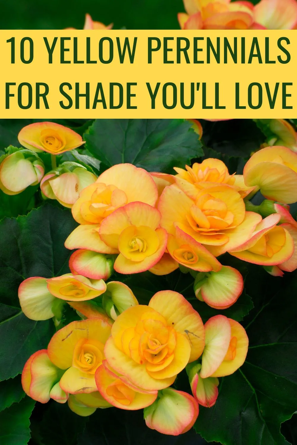 10 yellow perennials for shade you'll love.