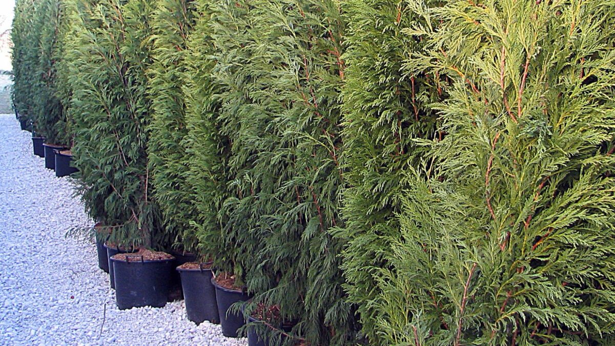 Leyland cypress.