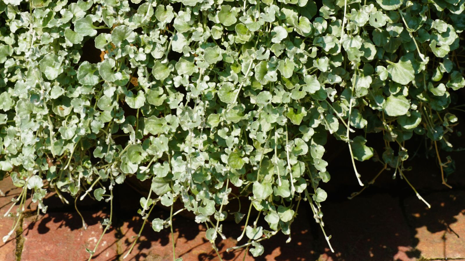 Dichondra argentea, a tailing plant.