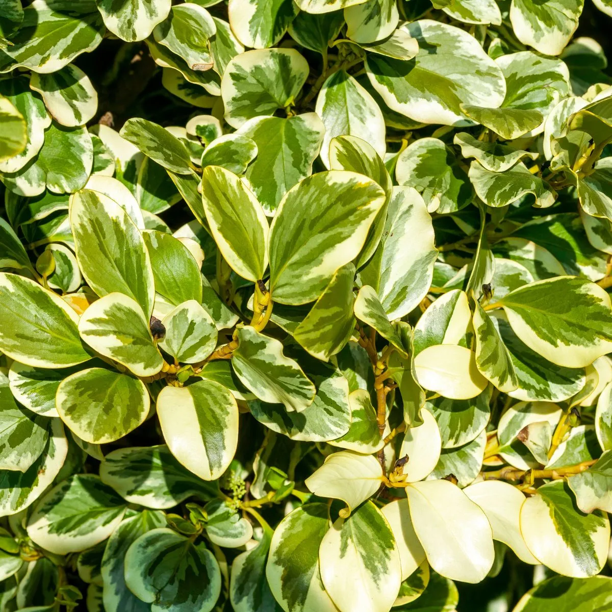 Green leaves that make a thick evergreen hedge. 