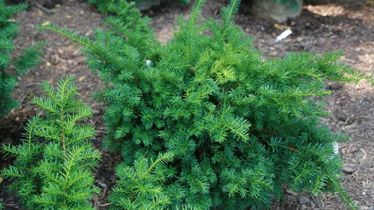 Taxus x media 'Densiformis' - dense spreading yew.