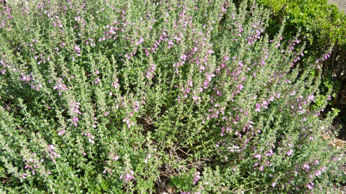 Teucrium lucidrys - hedge germander with pink flowers. 