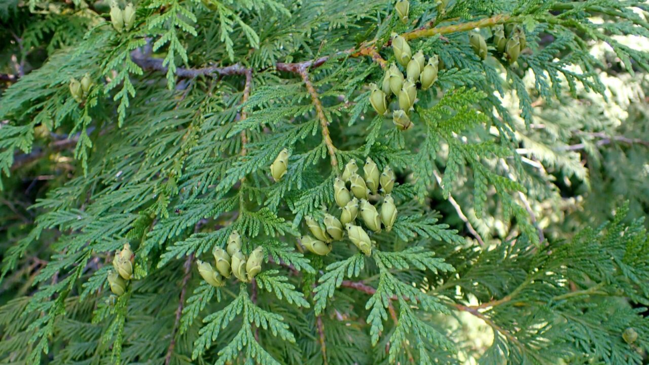 Thuja plicata - western redcedar.