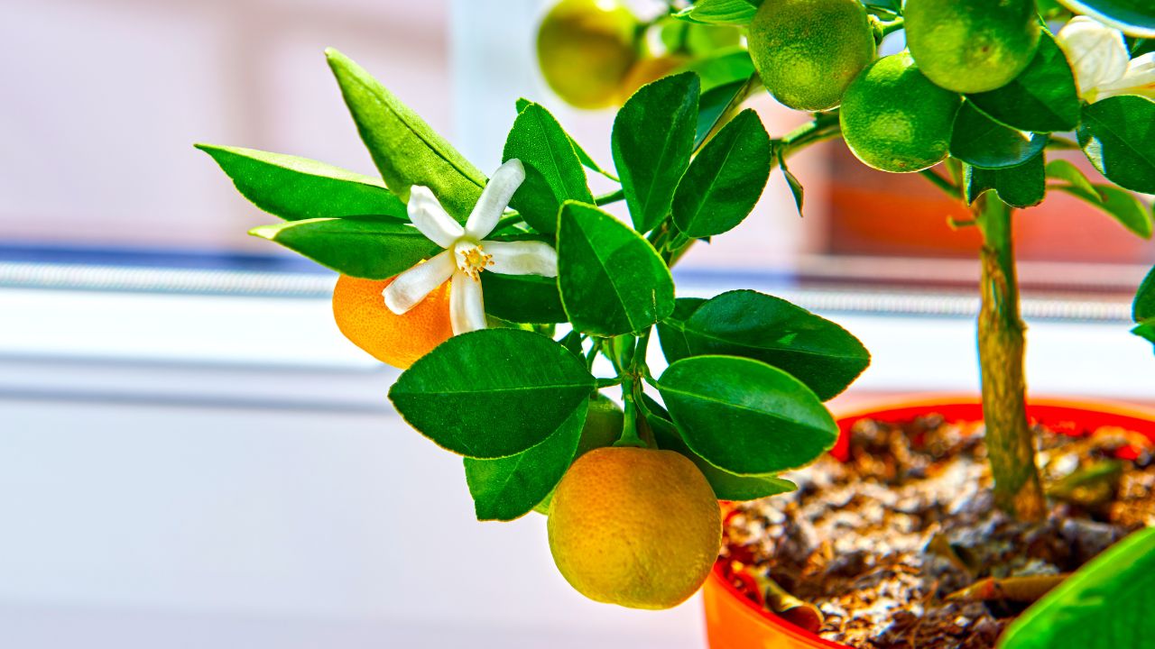 Calamondin Orange Tree (Citrus Mitis)