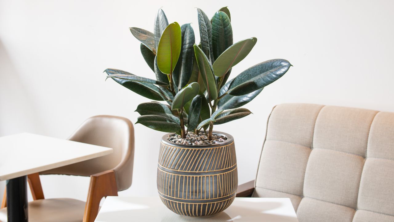 Rubber Plant (Ficus Elastica)