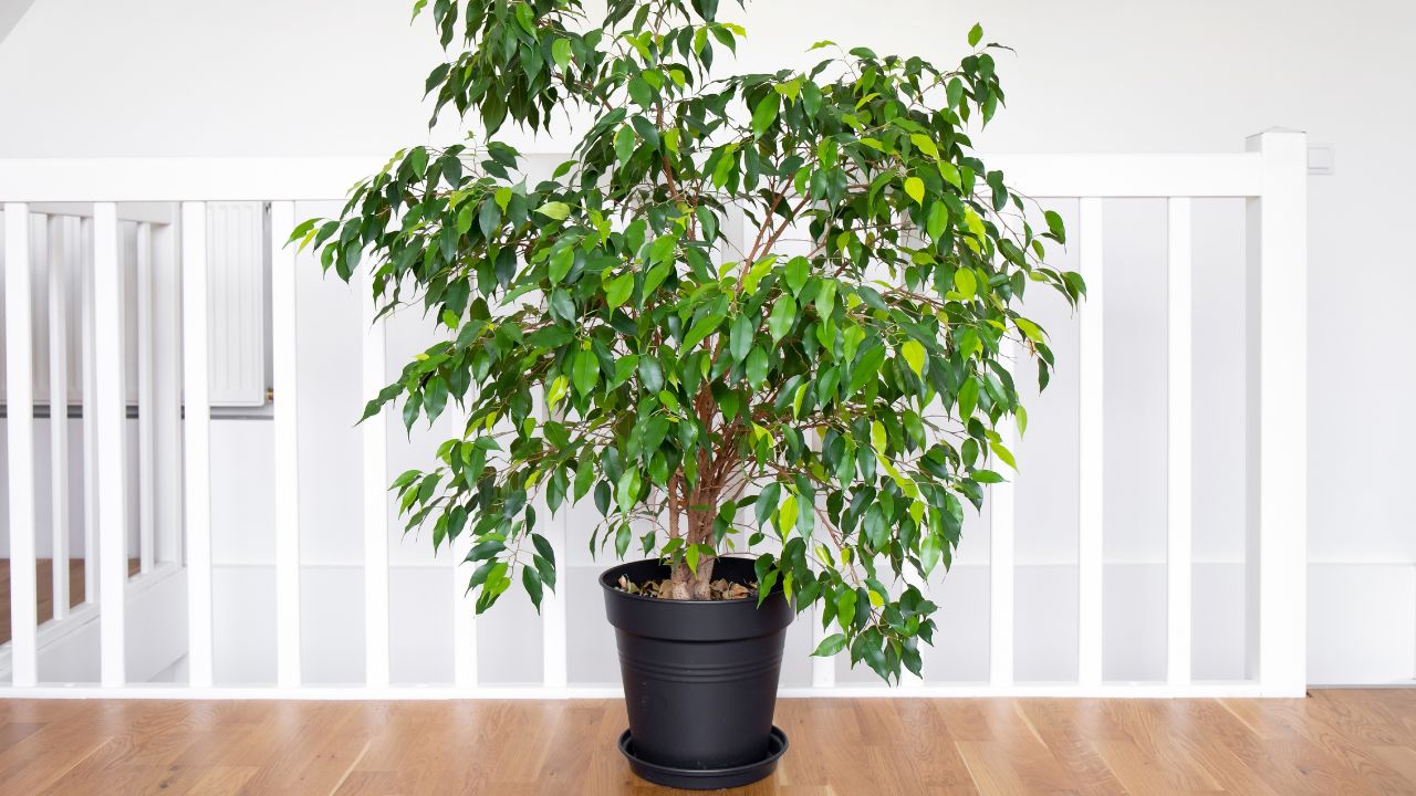 Weeping Fig (Ficus Benjamina)
