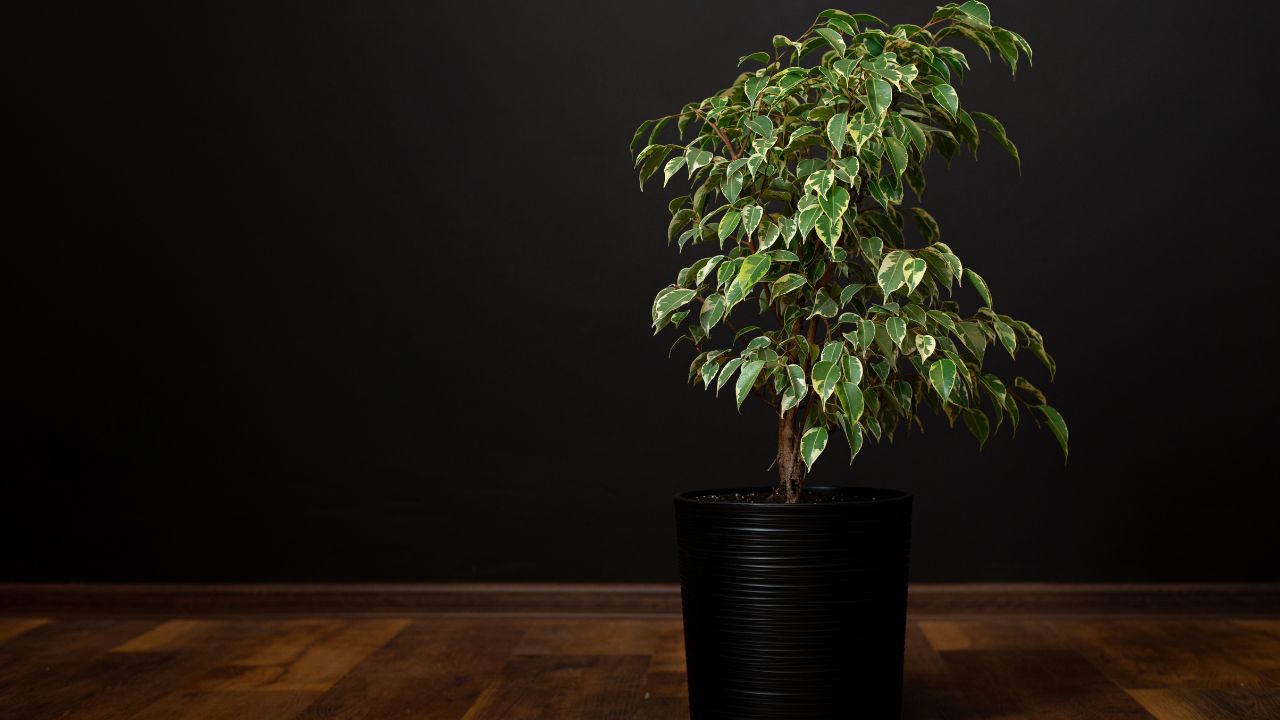 Weeping Fig (Ficus Benjamina)