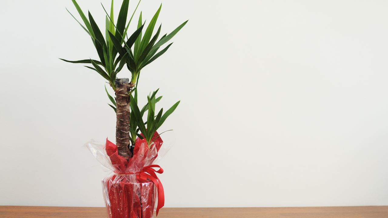 Yucca (Yucca Elephantipes)