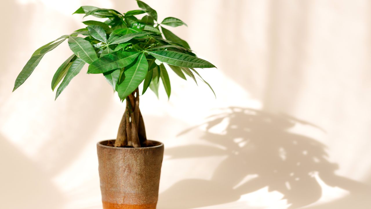 Money Tree (Pachira Aquatica)