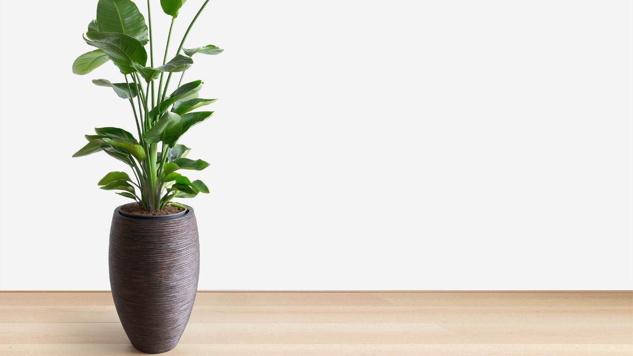 horizontal image of a bright living room with a large tropical houseplant, giant white bird of paradise, strelitzia nicolai,