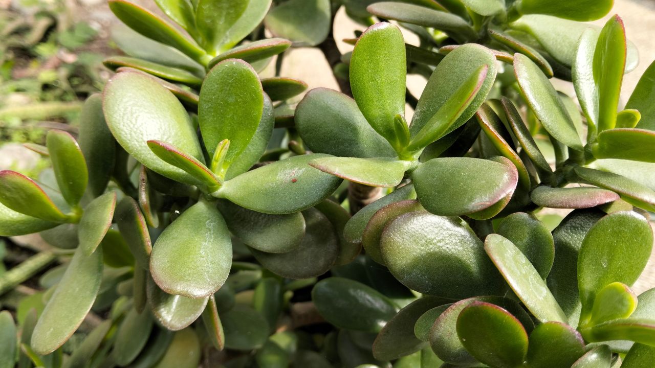 Jade Plant (Crassula Argentea)