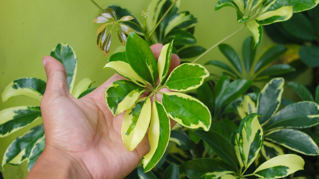 Hand holding dwarf umbrella tree leaves in the backyard. Schefflera arboricola (also known as dwarf umbrella tree or tanaman Walisongo) Variegated houseplant for home decoration and gardening concept.