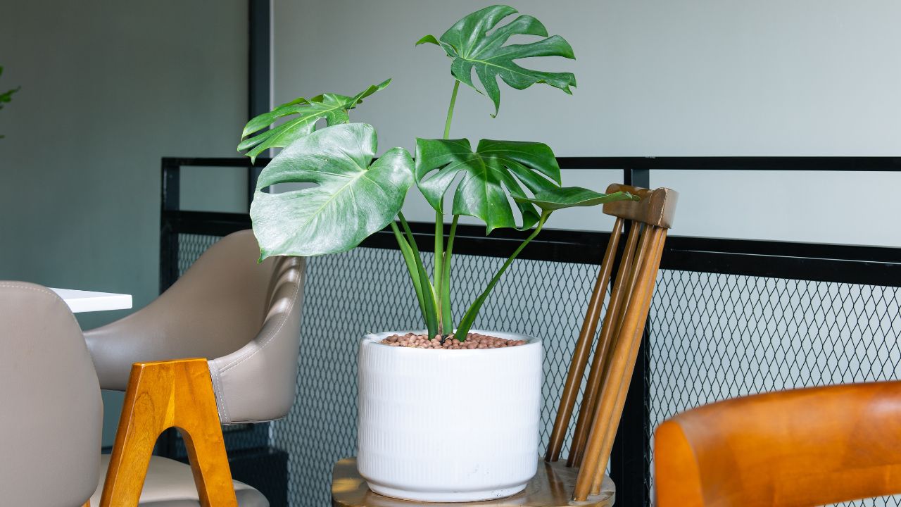 Monstera Deliciosa decoration in the living room. The concept of minimalism. Houseplant care concept. Indoor plants.