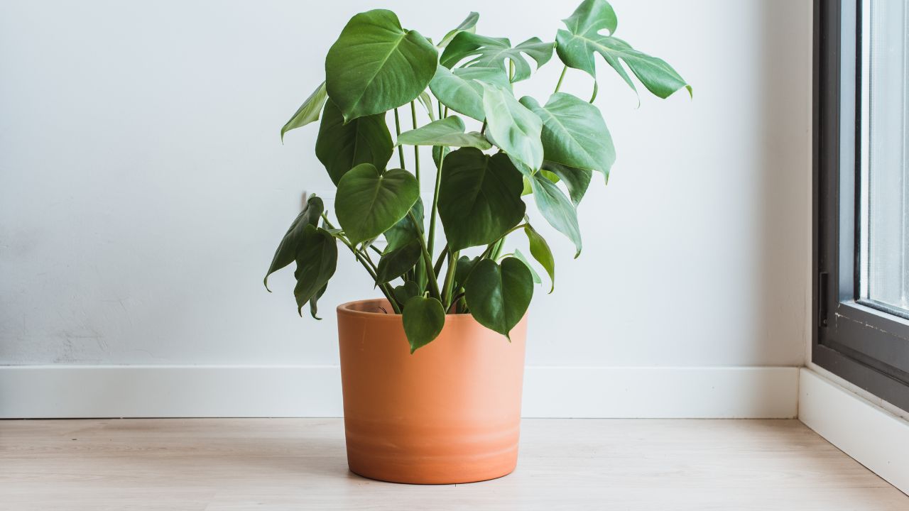 Large Monstera Deliciosa or Adam's Rib plant in a clay pot placed inside an apartment next to a large window.