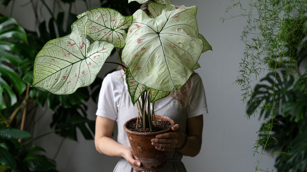 Woman gardener in a linen dress holding and hiding behind caladium houseplant with large white leaves and green veins in clay pot. Love for plants. Indoor gardening