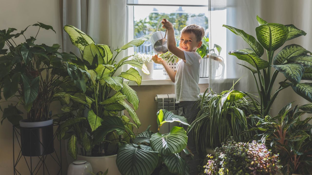 A child in home clothes waters beautiful, large indoor plants from a stylish metal watering can. Concept Care and watering of home flowers.