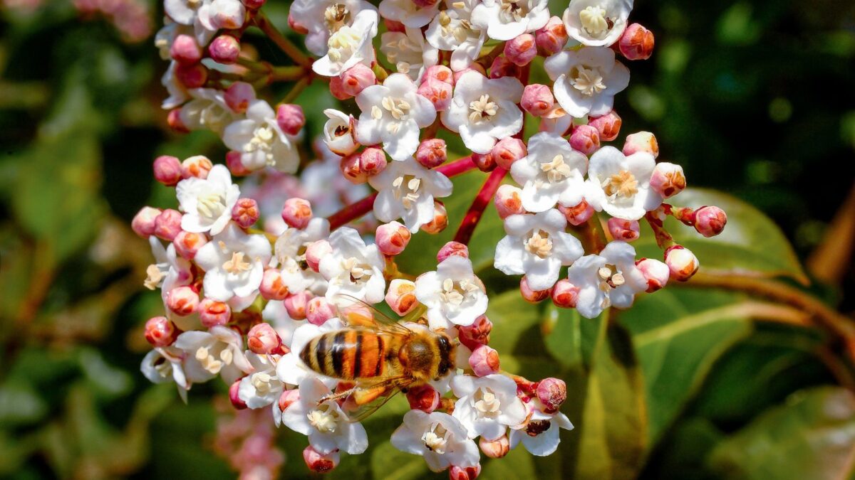 Viburnum tinus (Laurustine) Tree Seed, Fragrant Pinkish-White Flowers, Dark Purple-Black Fruits, You Choose The Quantity (10 Packs) A bee foraging on tender white Viburnum Tinus flowers.