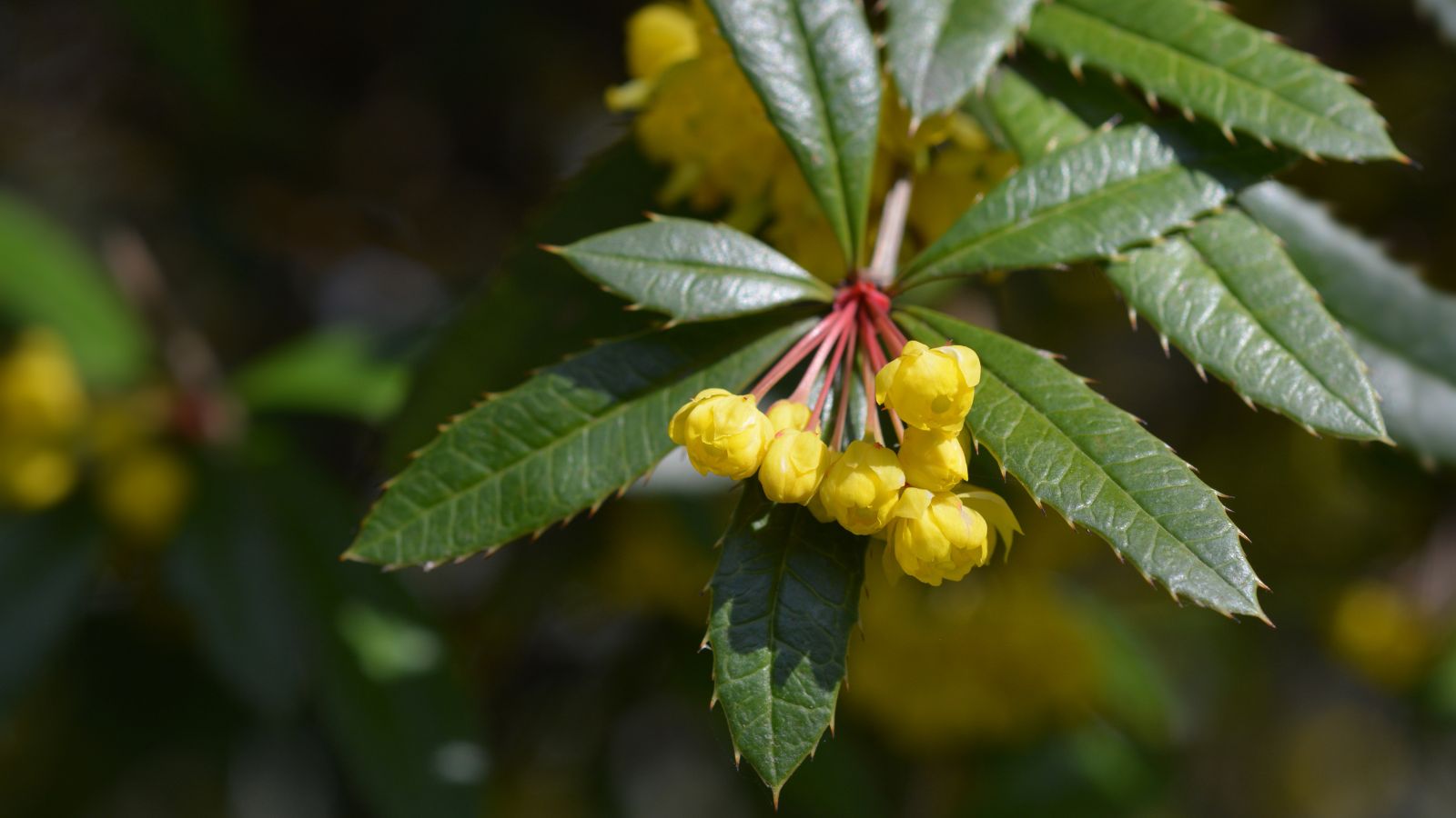 Wintergreen barberry.