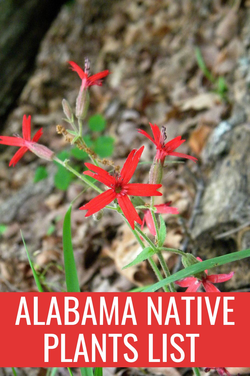 Alabama native plants list.