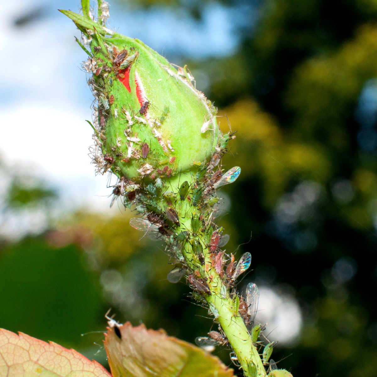 Aphids feeding on a rose bud. 