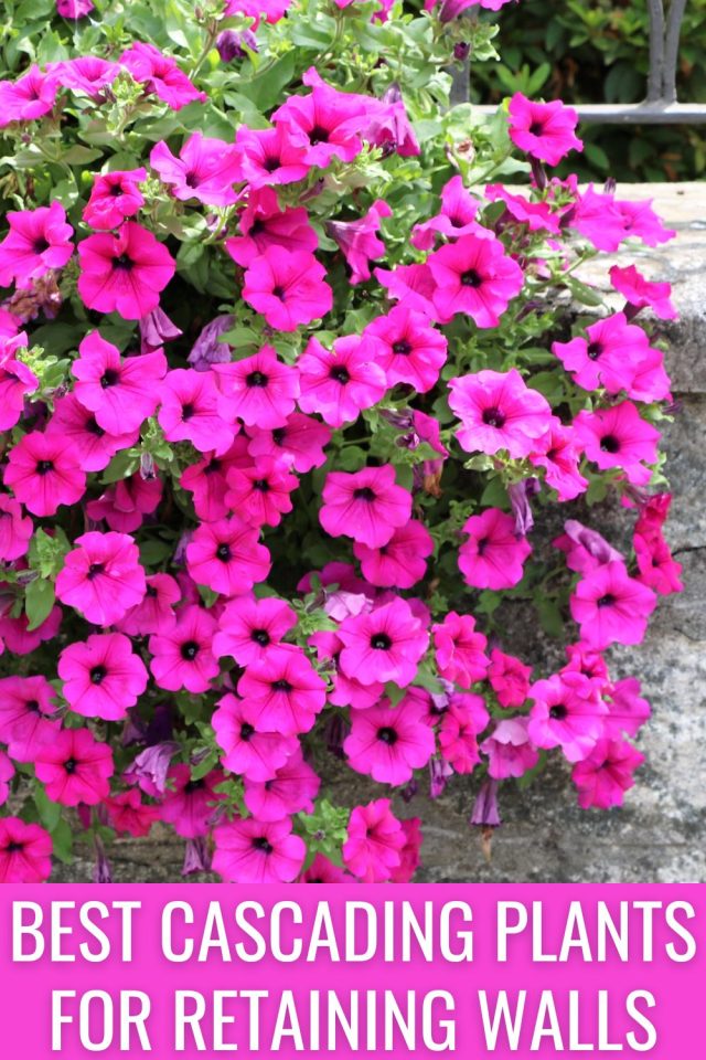 The 14 Best Cascading Plants For Retaining Walls