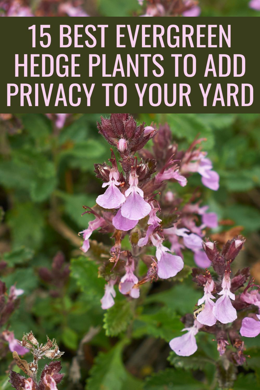 15 Best Evergreen Hedge Plants to Add Privacy to Your Yard.