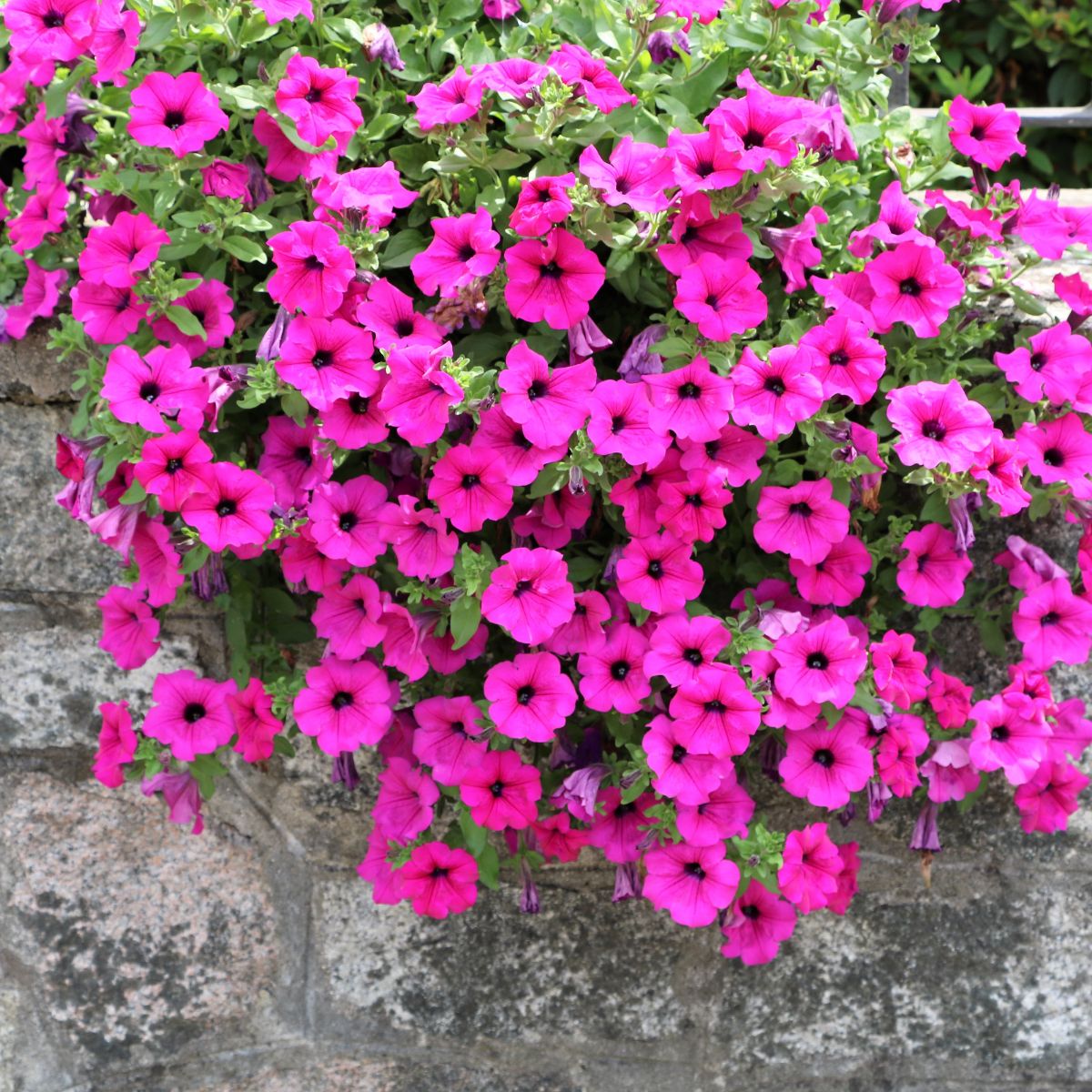 Bright pink wave petunia flowers cascading over a stone retaining wall. 
