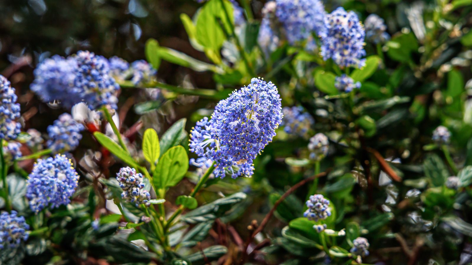 blue ceanothus flowers.